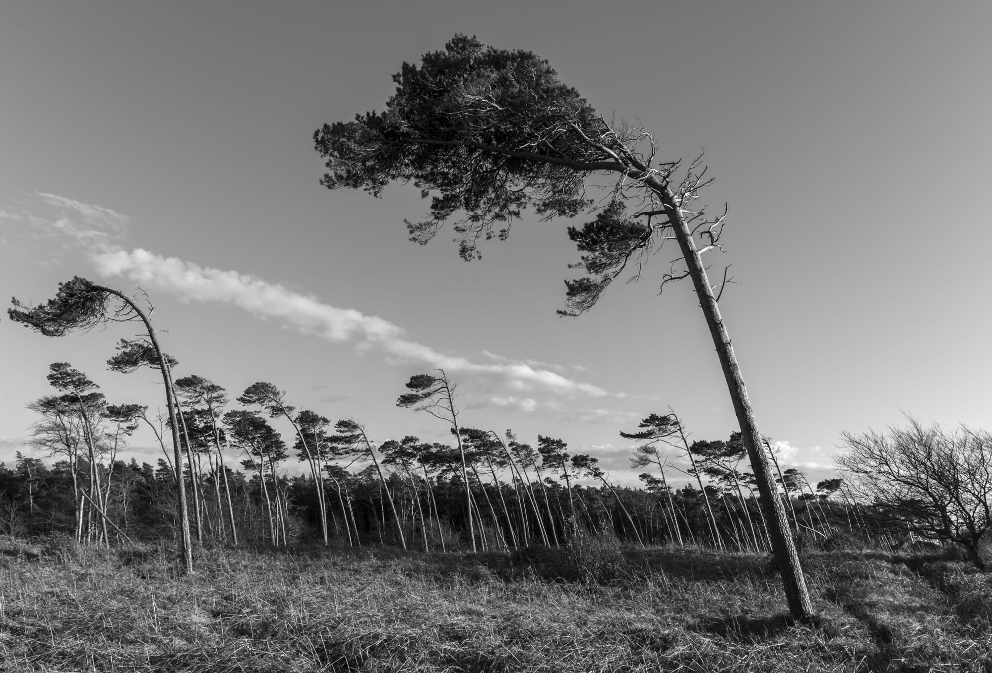 Landscapes blackandwhite