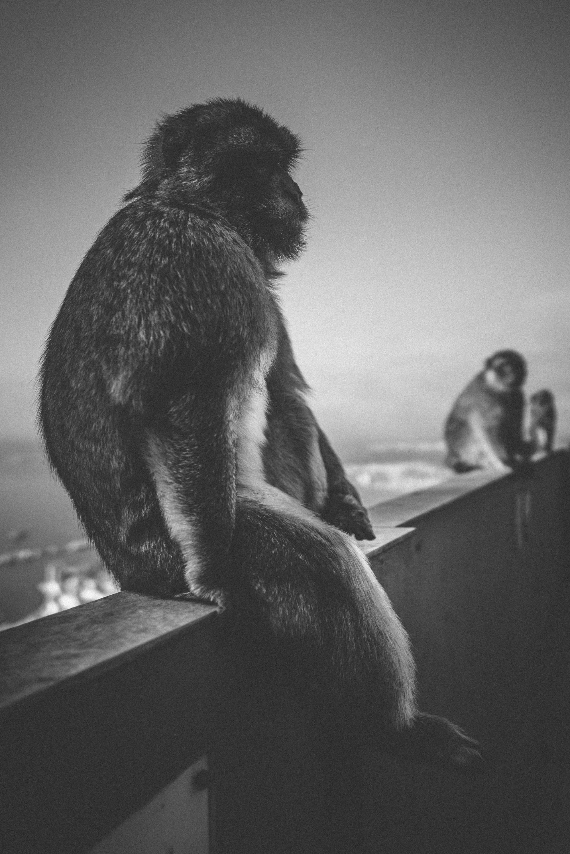 PRIMATES